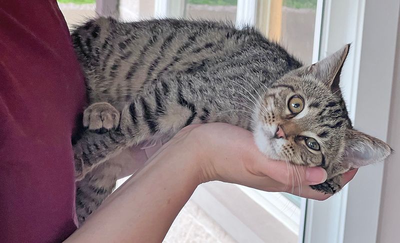DQ is available for adoption at the Humane Society of Richland County.