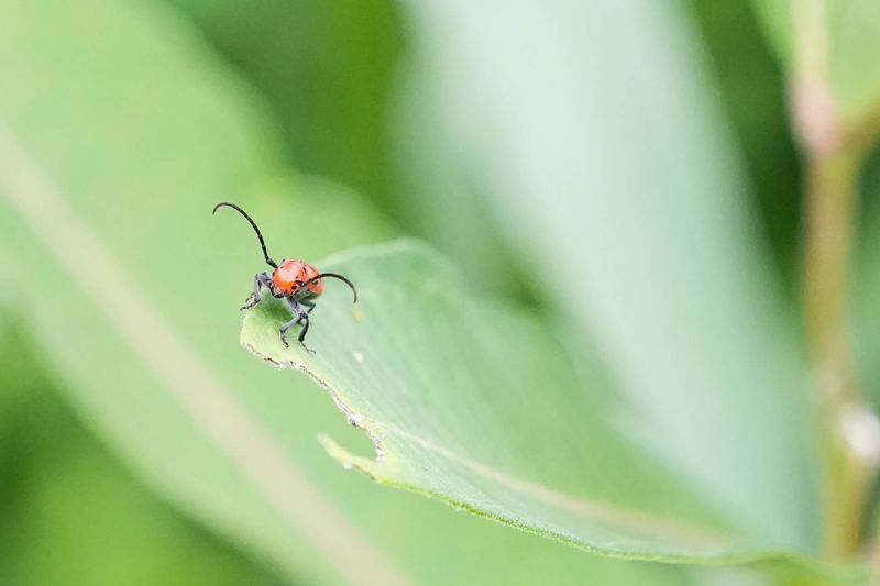 The waystation and native plants at Holly Talmage's Sycamore Township home support wildlife and biodiversity.