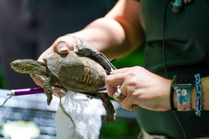 An Eastern Box Turtle is measure before being reintroduced to the wild, Wednesday, June 24, 2026, at Bowyer Farm in Mason, Oh. The turtles are released with GPS tracking devices to monitor their path and body changes.