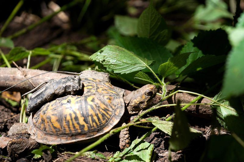 An Eastern box turtle crawls out of an enclosure, June 24, 2026, at Bowyer Farm in Mason. The turtles are released with GPS tracking devices to monitor their path and body changes.