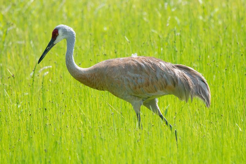 The sandhill crane remains an endangered species in Ohio, with only 344 individuals recorded in the 2026 count.