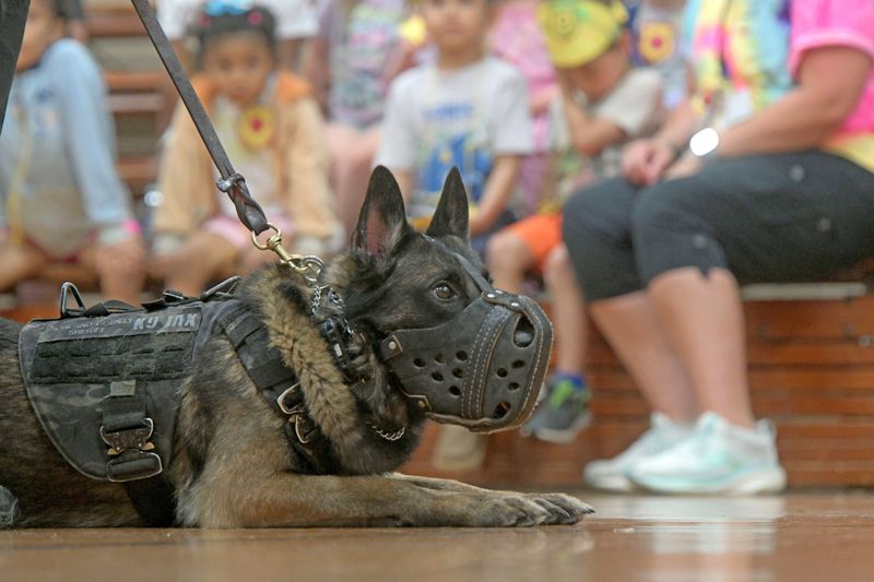 K9 Jax , a highly trained Belgian shepherd that works for the Richland County Sheriff's Office, was part of the demonstration at Safety Town.