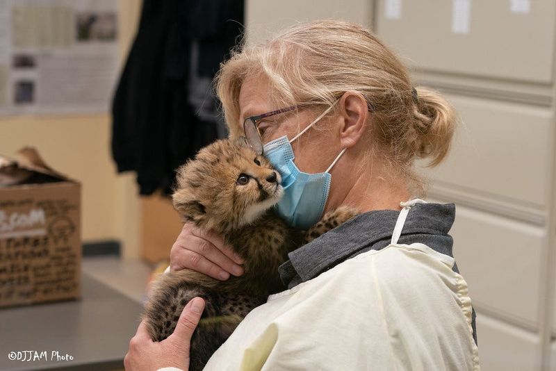 Dawn Strasser, head keeper of neonates, or baby animals, at the Cincinnati Zoo and Botanical Garden, holds a baby cheetah. Strasser retired from the zoo after a 45-year career caring for over 600 babies.