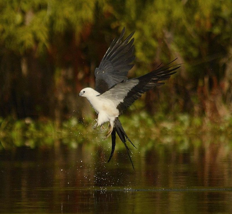 A swallow-tailed kite swoops in for a bite to eat during its annual visit to Central Florida.