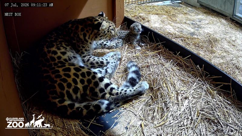 The Cleveland Zoo has announced the rare birth of an Amur leopard.