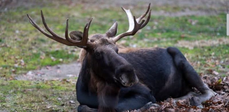 Bert the moose had to be humanely euthanized after he became ill and was unable to even stand, the Columbus Zoo and Aquarium announced on social media on July 14, 2026.