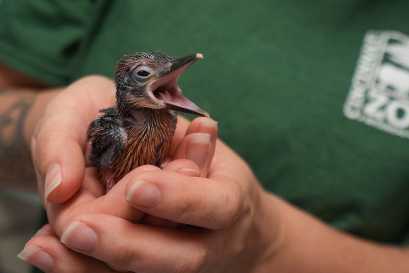 Cincinnati Zoo Senior Aviculture Keeper Aimee Owen discusses the Zoo's effort to reintroduce Sihek, also known as Guam kingfishers, to a small island near Hawaii called Palmyra Atoll.