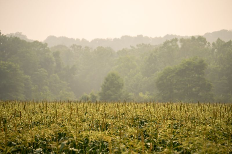 Corn fields are seen blanketed by Canada wildfire smoke, July 16, 2026, in Everett, Ohio.