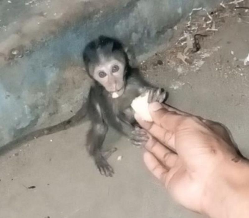 A still image of a macaque monkey recovered during the investigation into Nicholas Dryden who has pleaded guilty to commissioning and distributing "animal crush" videos showing the torture baby macaques.