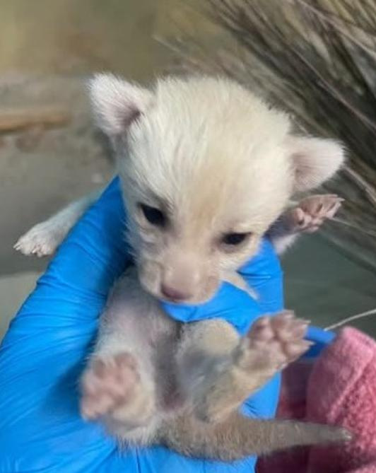 The Cincinnati Zoo named the newly born fennec fox "Martini," the zoo announced on Aug. 6, 2026. The cocktail-inspired name fits perfectly with those of her parents, Olive and Cosmo.