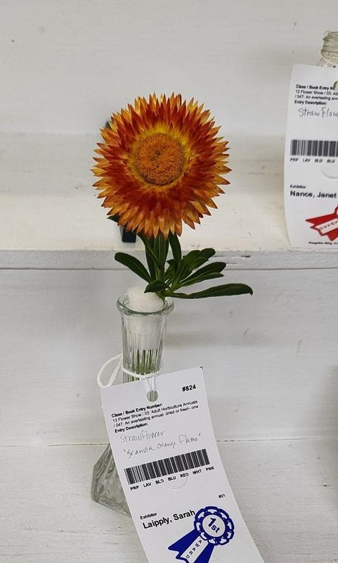 Here is the straw flower named “Granvia Orange Flame,” which netted Sarah Laipply a Best of Show horticulture ribbon at the Crawford County Fair.