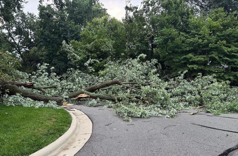 A large silver maple at the corner of Frontenac and Olentangy Blvd. in Riverlea fell overnight in the storms on August 10, 2026. It didn't hit any houses or cars.