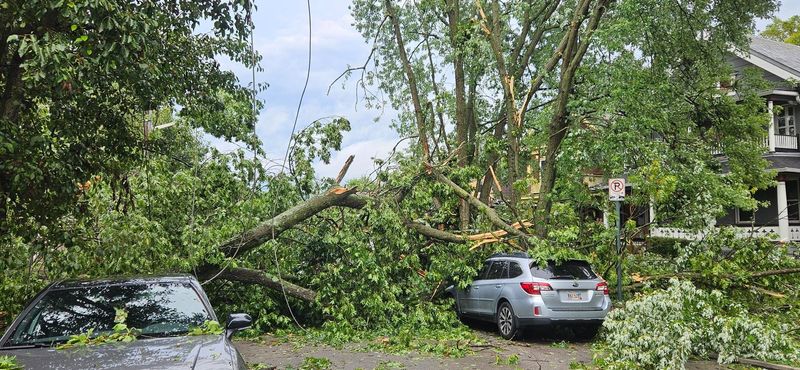 Fallen tree limbs lie on vehicles at the intersection of Wallace and Eastern avenues in Covington after storms slammed the region with heavy wind and rain on Aug. 11, 2026.