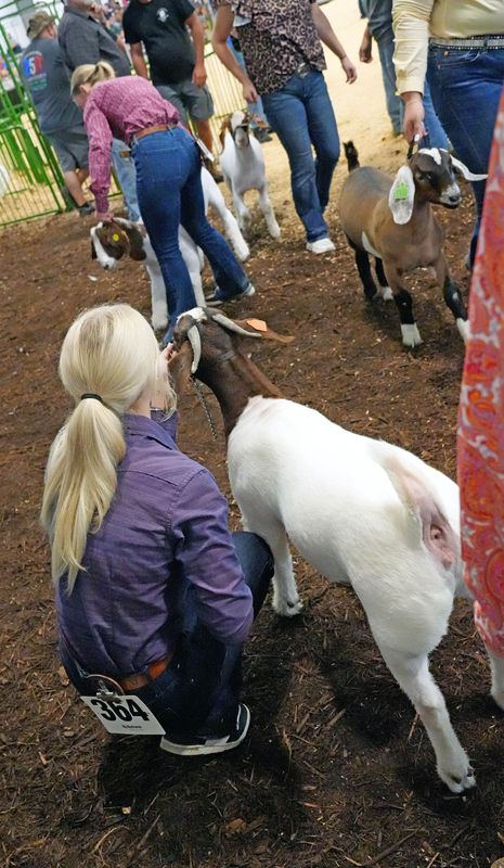Lainey Schlabach holds on to meat goat as they wait to enter the showring. The 2026 Holmes County Fair in Millersburg runs from Aug. 10 to Aug. 15.