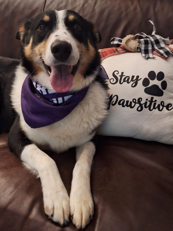 Kipper is an Australian Shepherd mix available for adoption at the Coshocton County Animal Shelter.