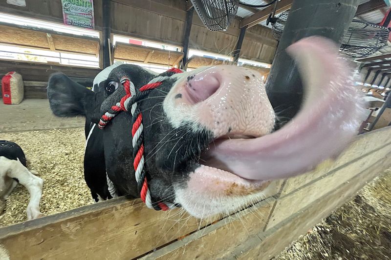 A dairy steer sticks out its tongue Aug. 13, 2026, during the Richland County Fair in Mansfield, Ohio.