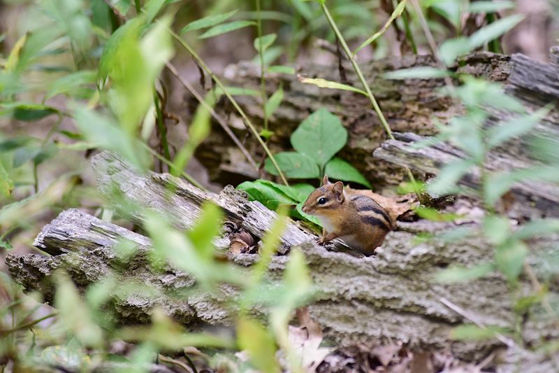 A chipmunk in Ohio keeps an eye out for predators in August of 2026.