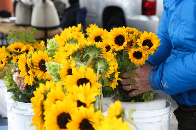 Dave Grise, with Oso Bay Farm, pulls a bouquet of sunflowers for a customer at the Corpus Christi Southside Farmers Market on March 18, 2023.