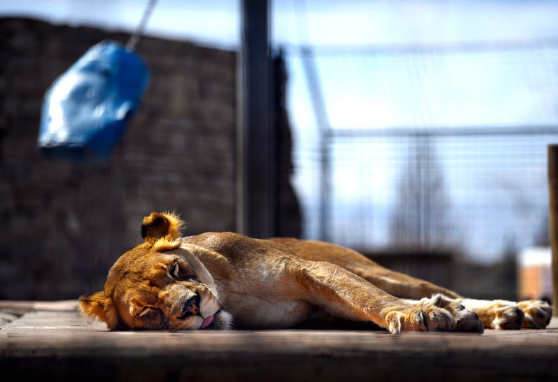 Dixie tries to sleep in the habitat she shares with her sibling Kenya at the Abilene Zoo March 21, 2023. Kenya and Dixie will be leaving Abilene Zoo as part of lion conservation efforts.