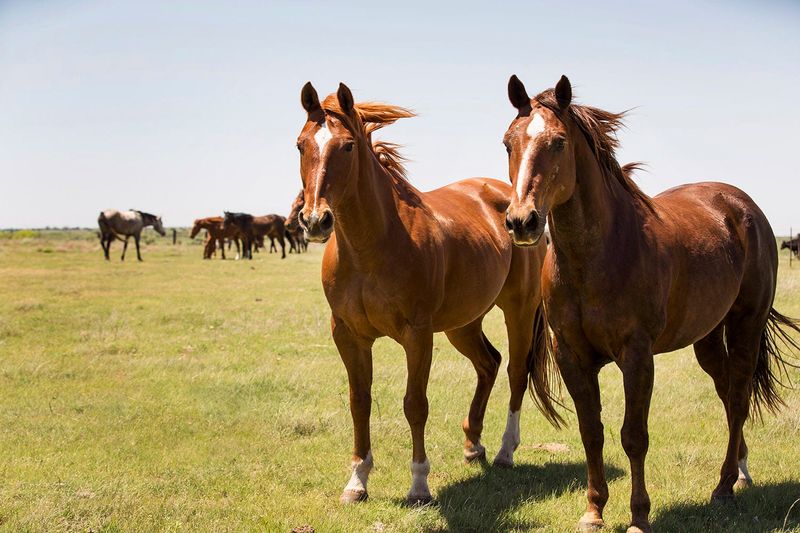 Image provided by Texas Tech