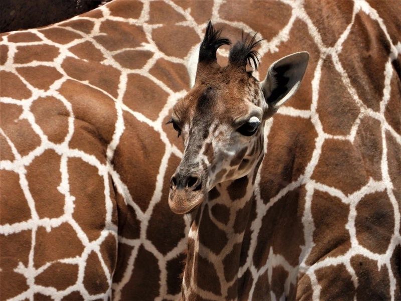 Obi at three months old at the El Paso Zoo. It was the first of two giraffes born at the El Paso Zoo.