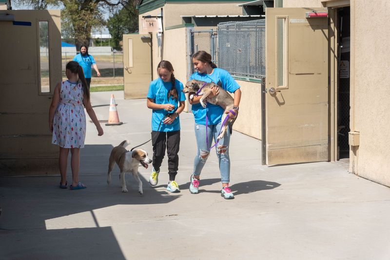In this August 2023 file photo, volunteers walk dogs at the Amarillo Animal Management and Welfare Clear the Shelters event in Amarillo.
