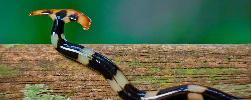 A hammerhead worm, an invasive species that can sometimes be found in Tennessee.