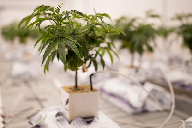Plants are moved to a flower room and begin their flowering cycle, lasting 60 days at Green Paradise cannabis grow facility in Sunland Park, NM, as seen on Wednesday, Jan. 31, 2024.