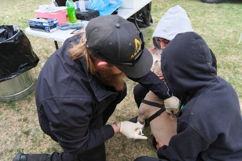 In this 2024 file photo, a staff member of Amarillo Animal Welfare & Management vaccinates a dog at the El Barrio Lions Club annual Cinco de Mayo Celebration at Alamo Park in Amarillo.