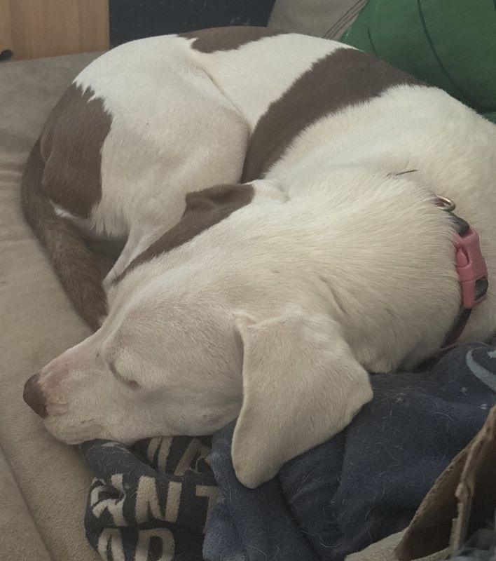 Set up a quiet, comfortable area inside your home where your dog can retreat during the loud celebrations of the Fourth of July.