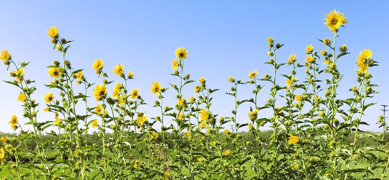 The Maximilian sunflower, shown here, grows in a much more linear fashion compared to the common sunflower.