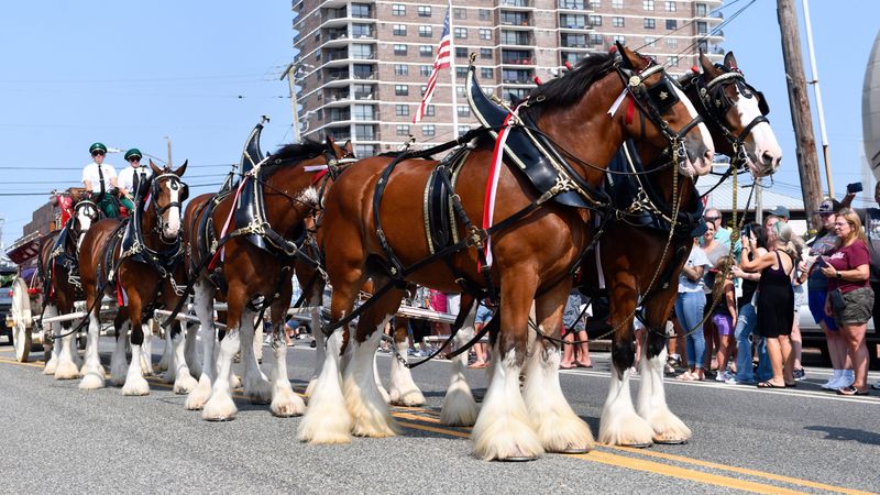 The mighty Budweiser Clydesdales are coming to El Paso the week of April 20th to help celebrate 150 years of Budweiser and a milestone for The Tap Bar & Restaurant.