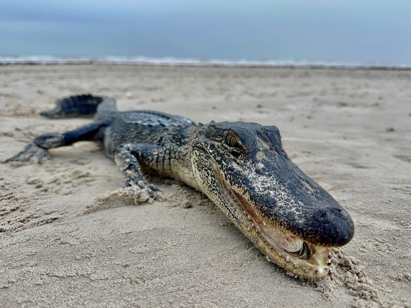 A 3-foot alligator is seen on the beach near Port Aransas on Jan. 2.