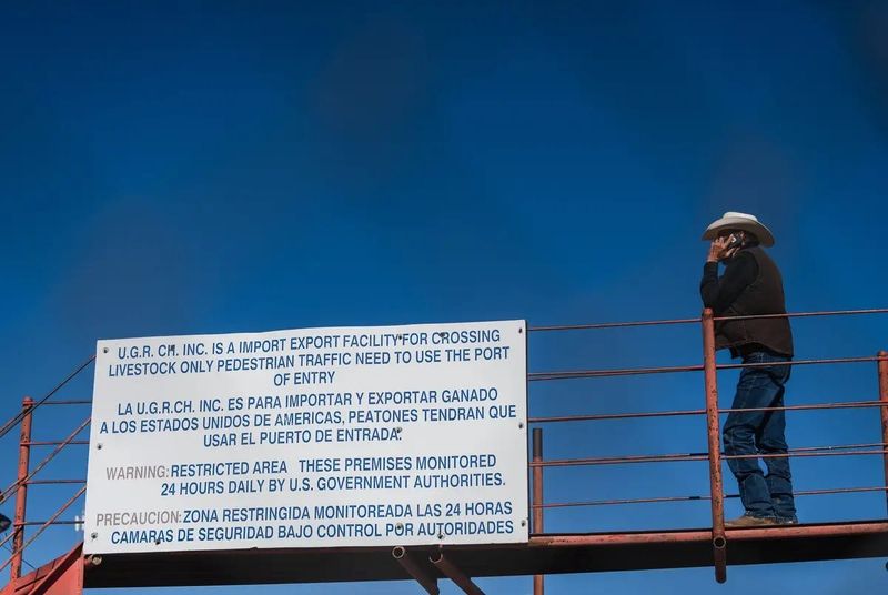 Cattle are brought across the U.S.- Mexico border at a livestock facility in Santa Teresa, New Mexico on Jan. 22, 2021.