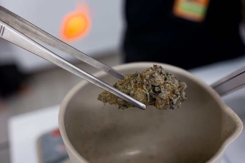 A worker at Mango Cannabis, a dispensary store in Sunland Park, New Mexico, shows Ice Cream Cake, a relaxing indica dominant strain, on Wednesday, Jan. 29, 2025.