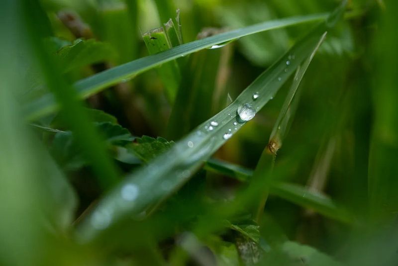 In this archive photo illustration, water drops are shown on a blade of grass.