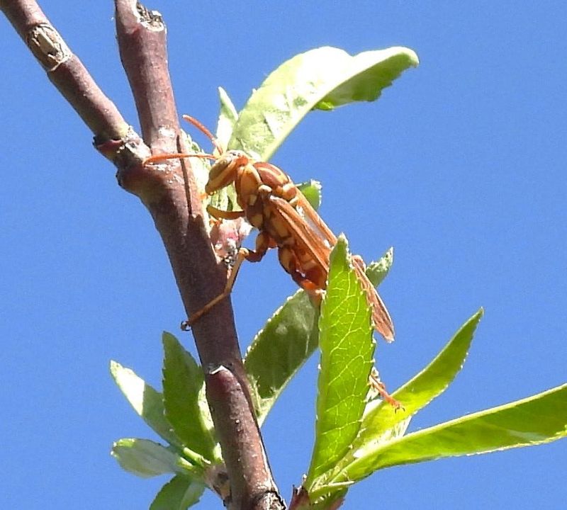 Paper wasps like this one on a peach tree are among the many pollinators in the Wichita Falls area. Paper wasps are similar to honey bees in that males develop from unfertilized eggs. This type of parthenogenesis is termed arrhenotoky.