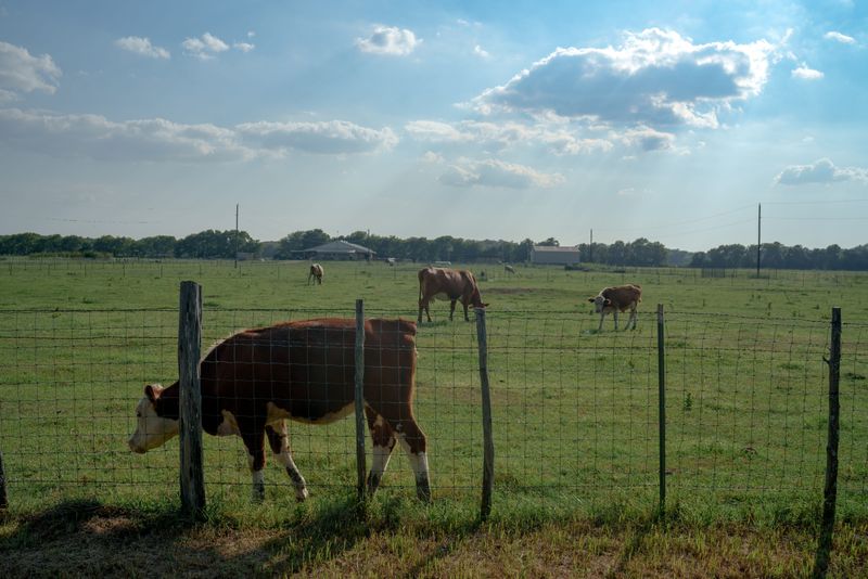 Cattle graze in Grandview on Aug. 5, 2024. Some farmers in Johnson County have filed a lawsuit claiming that fertilizer tainted with "forever chemicals" poisoned their land and their livestock. A bill to address the issue failed in the Legislature.