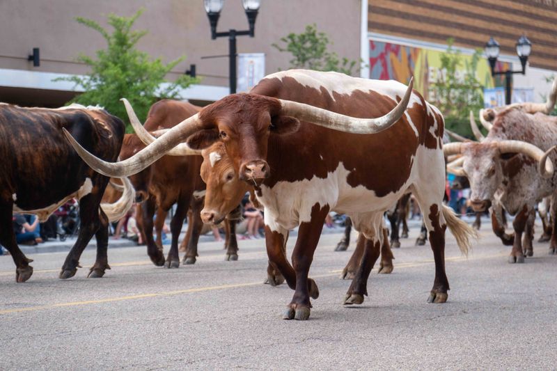 A proud longhorn stares straight ahead as it marches past the crowd at the Coors Cowboy Club Cattle Drive.