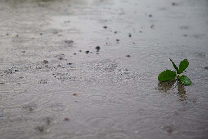 Early morning rain creates a puddle in a parking lot in Corpus Christi, Texas, on June 16, 2025.