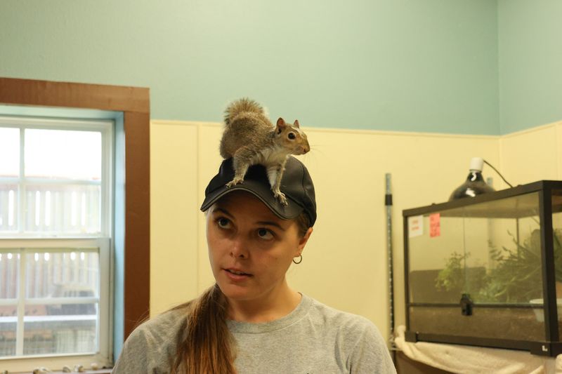 Sandy, a resident animal of the South Plains Wildlife Rehabilitation Center, sits on top of executive director Sarah Hollers' head on June 6, 2025 in Lubbock, Texas.