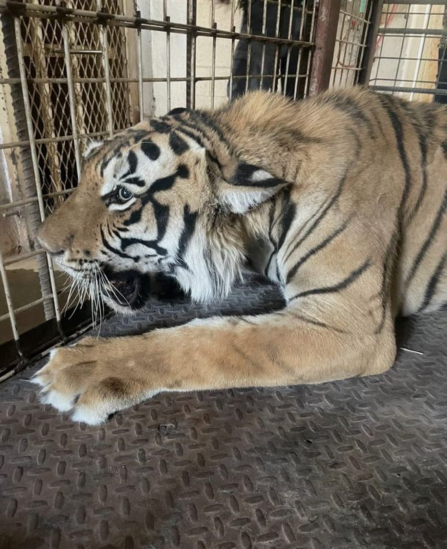 A 2-year-old male tiger was found in a makeshift space in Juárez and seized by the National Park for the Protection of Animals (Profepa).