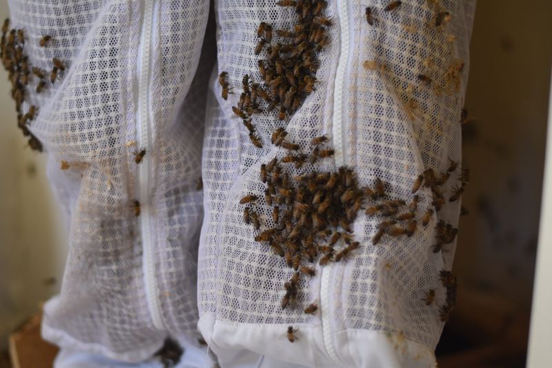 Africanized "killer" honey bees on Reed Booth's protective bee suit during a beehive removal in Douglas, Arizona, 2022.
