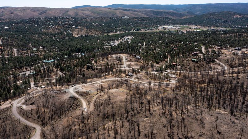 Burnt trees are seen in Ruidoso, New Mexico in an area where a fire swept through in June 2024.