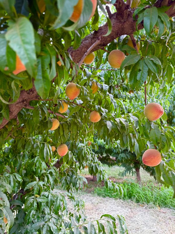 The Idalou Harvest Co will host a Peach Fest on Saturday, June 28.