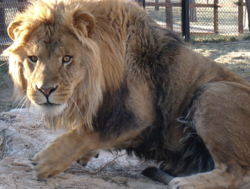 Solomon the lion, a longtime resident at the Amarillo Zoo, has died at age 20.