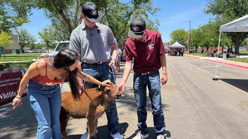 Tiffany Montana, a senior biology major from San Antonio and member of the West Texas A&M University Wildlife Society, greets Thunder XVI at a June 12 New Student Orientation. With the young new calf are Herdsmen Boone Begert, a senior agriculture education major from Allison, and Calvin Autrey, a sophomore agribusiness and economics major from Willard, New Mexico.