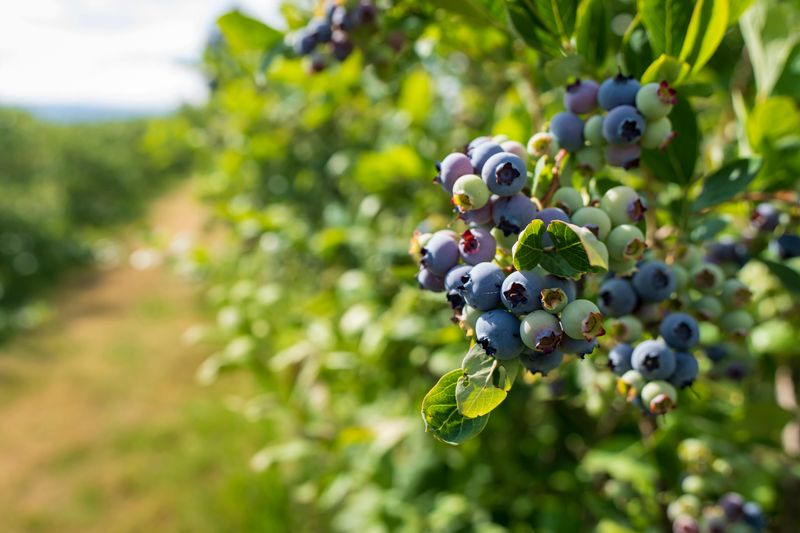 Blueberries ripen at Detering Orchards on June 26, 2025, near Harrisburg.