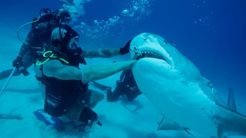 A tiger shark bites bites the prosthetic arm of shark attack survivor Paul de Gelder in "How to Survive a Shark Attack" in 2025 Shark Week.