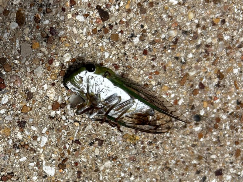 Dog-Day cicadas can be seen during the summer.